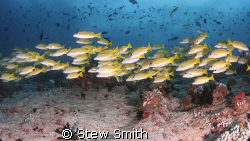 blue lined snapper by Stew Smith 